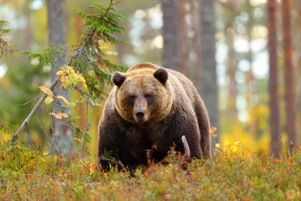 Vorderseite Porträt Eines Großen Braunbären Wald Der Die Kamera Blickt — Stockfoto