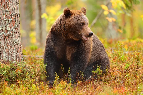 Big Brown Bear Sitting Forest Looking Side Autumn Season — Stock Photo, Image