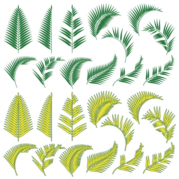 Materiale Illustrativo Piante Tropicali — Vettoriale Stock