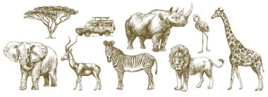 Afrika safari hayvan. Elle çizilmiş seti.