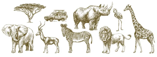 Afrikaanse Safari Dieren Hand Getrokken Set — Stockvector