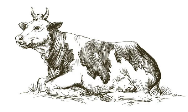 横になっている牛 手描きの背景イラスト — ストックベクタ