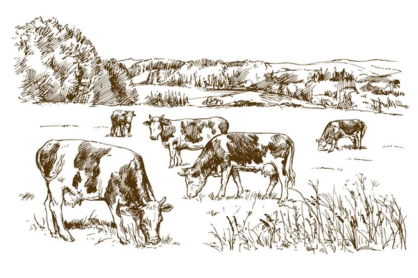 Des Vaches Qui Paissent Dans Prairie Illustration Dessinée Main — Image vectorielle