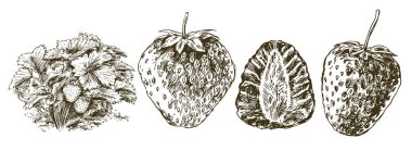 Çilek, elle çizilmiş ayarla.