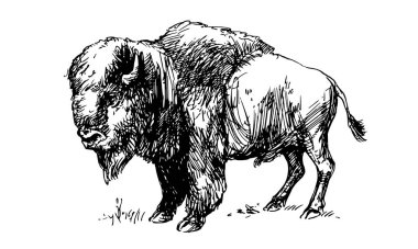 Amerikan Bizon, buffalo. Elle çizilmiş illüstrasyon.