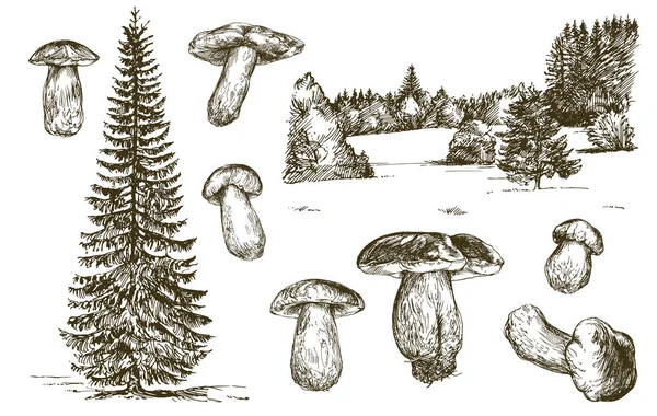 Set Funghi Illustrazione Del Vettore Disegnato Mano — Vettoriale Stock