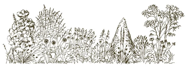 Floraison Fleurs Dans Jardin Été Illustration Dessinée Main — Image vectorielle