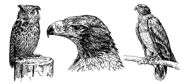 老鹰和猫头鹰 手绘套装 — 图库矢量图片