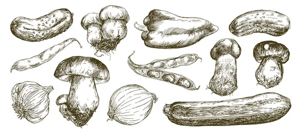 Légumes Champignons Set Dessiné Main — Image vectorielle