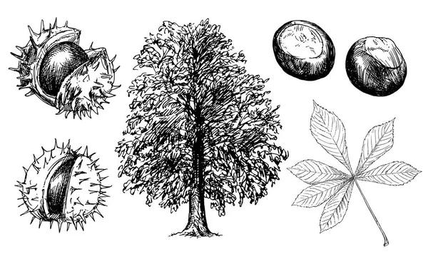 Châtaignier Conker Tree — Image vectorielle