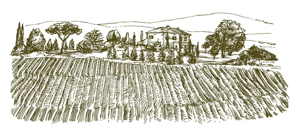 宽的葡萄园的视图 葡萄园景观全景 手绘插图 — 图库矢量图片
