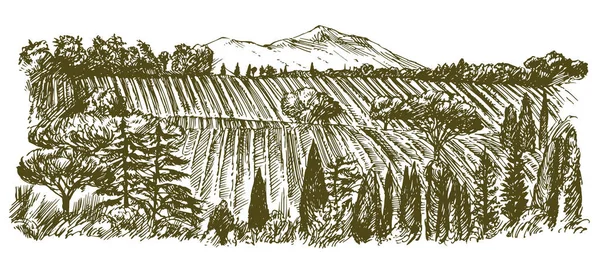 宽的葡萄园的视图 葡萄园景观全景 手绘插图 — 图库矢量图片