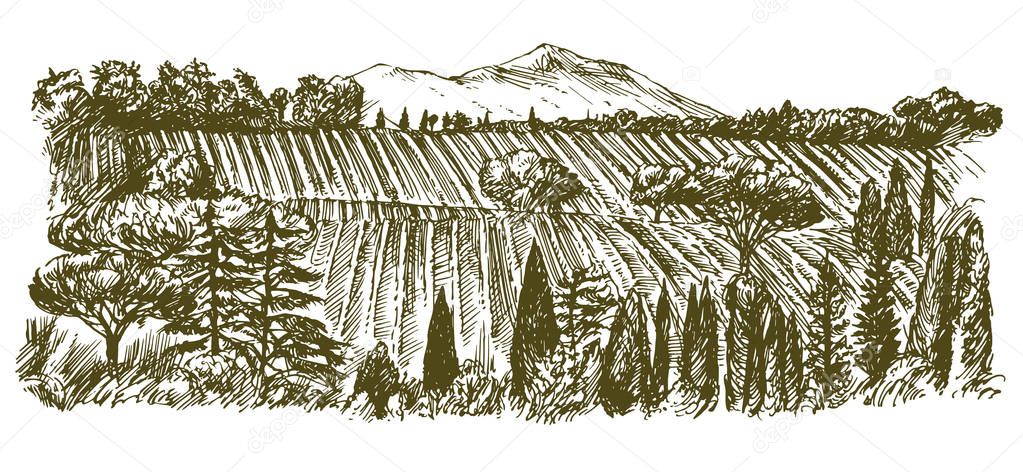 Wide view of vineyard. Vineyard landscape panorama. Hand drawn illustration.