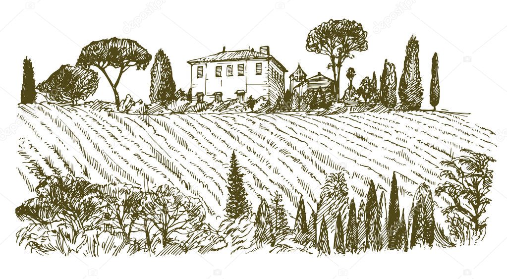 Wide view of vineyard. Vineyard landscape panorama. Hand drawn illustration.