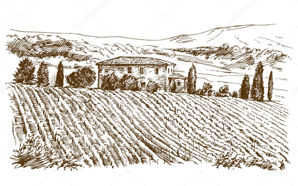 Vineyard landscape panorama. Hand drawn illustration.