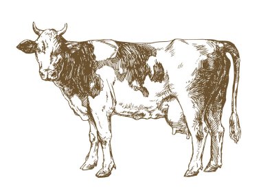 inek ayakta beyaz arka plan önünde