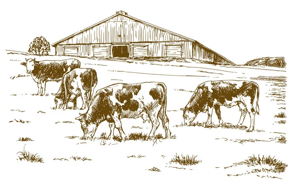 Vacas pastando en el prado. ilustración dibujada a mano. — Vector de stock