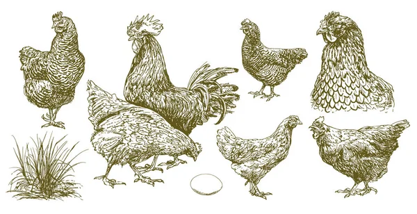 Conjunto de pollo . — Archivo Imágenes Vectoriales