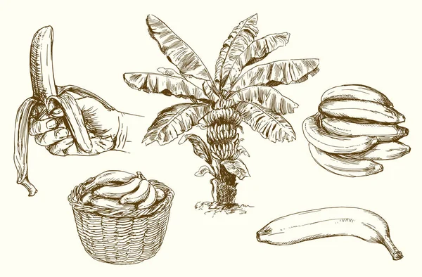 Bananas set, hand drawn illustration — Stock Vector