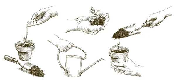 Groeiende planten. Planten zaailing. Jonge planten met de hand te drenken. Hand — Stockvector