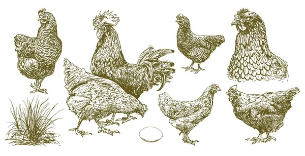 Conjunto de pollo . Ilustración de stock