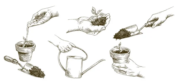 种植植物。植物幼苗。手浇水幼苗。手 矢量图形