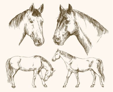 Horses. Hand drawn set. clipart