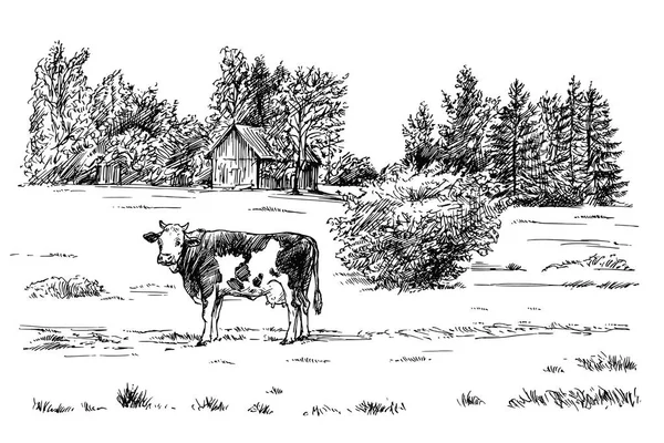 Kuh weidet auf der Weide. Handgezeichnete Illustration. — Stockvektor