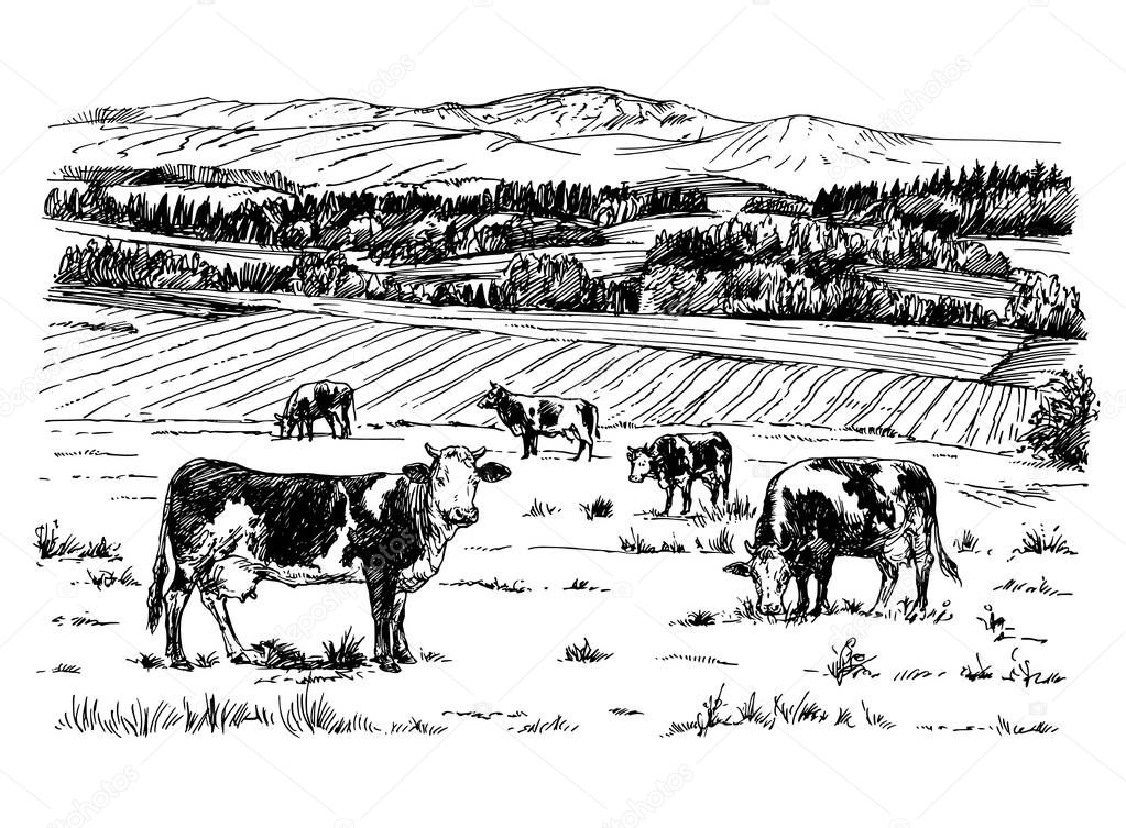 Cows grazing on meadow. Hand drawn illustration.