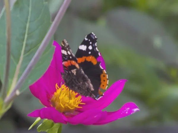 Büyük bir çiçek kelebek