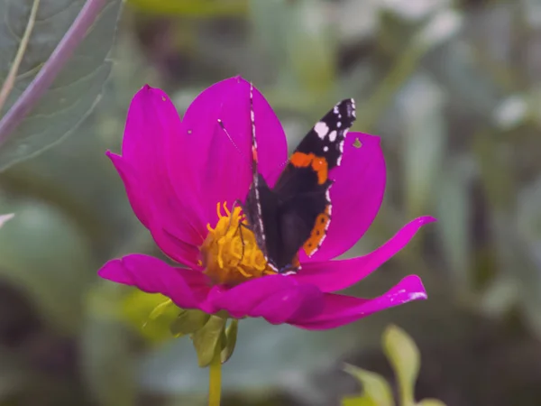 Mariposa Una Flor Grande — Foto de Stock
