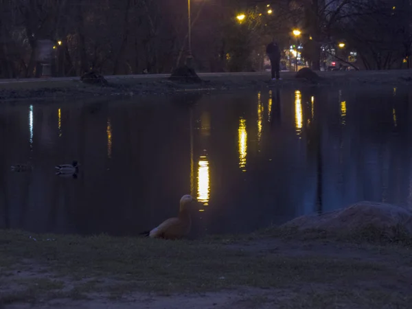 Estanque en un parque de la ciudad por la noche — Foto de Stock