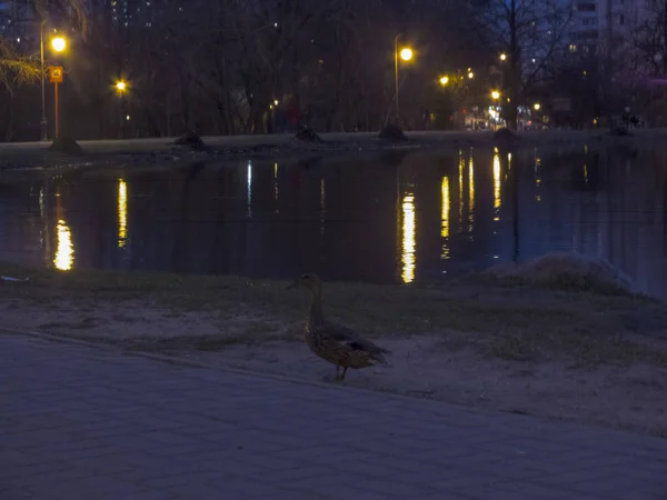 夜の都市公園の池 — ストック写真