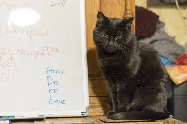 Tahtadaki dolaptaki kedi. İngilizce öğrenme