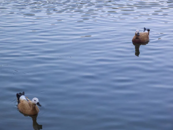 Утки плавают на голубой воде — стоковое фото