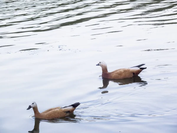 アヒルは青い水の上を泳ぐ — ストック写真