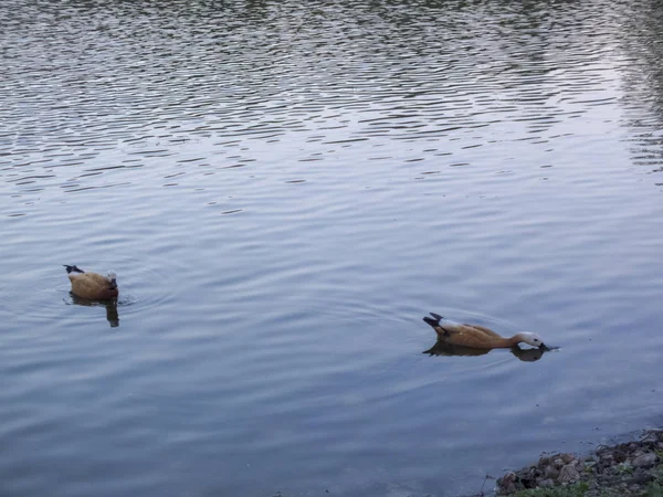 Ördekler mavi suda yüzüyor