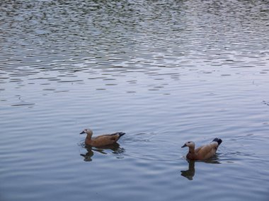 Ördekler mavi suda yüzüyor
