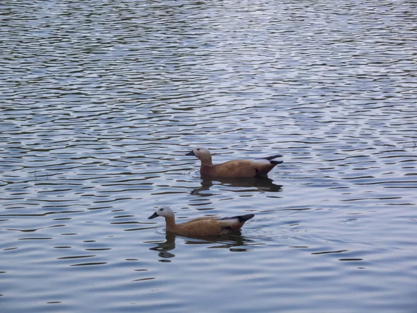 Ördekler mavi suda yüzüyor