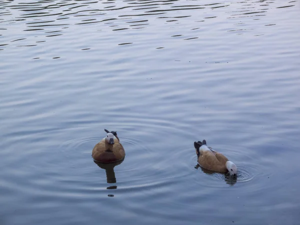Ördekler mavi suda yüzüyor