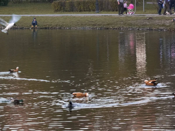 アヒルは秋に水の中で泳ぐ — ストック写真