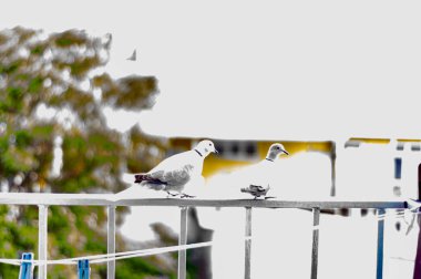 Güvercinler korkuluk, güneşli yaz günü balkonda oturup