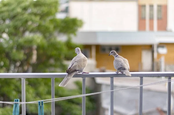 Las palomas se sientan en el balcón en la barandilla, día de verano soleado —  Fotos de Stock