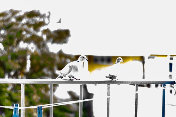 Pombos sentam-se na varanda no corrimão, dia ensolarado de verão — Fotografia de Stock