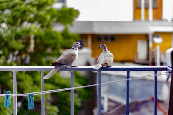 Las palomas se sientan en el balcón en la barandilla, día de verano soleado Imagen de archivo