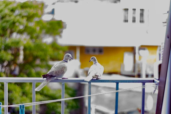 Galambok ülnek az erkélyen a korlát, napos nyári nap — Stock Fotó