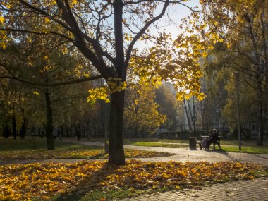 Sonbahar, sonbahar zamanı. Güneş yapraklardan parlar.