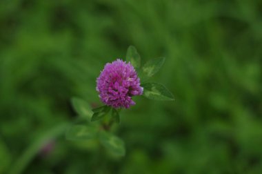 Yaz çiçeği. Çiçekler parlak. Tomurcuklar çok güzel.