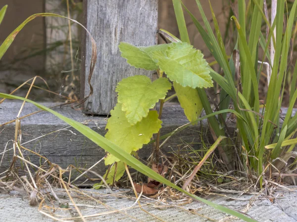 Bir ağacın filiz fayans ve diğer engellerile büyür