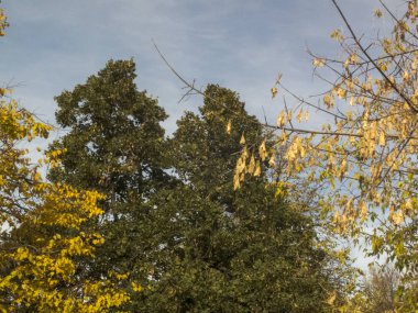 Sonbahar saati, şehirde sonbahar, bir gölet ile kentsel sonbahar manzara, insanlar yürüyüş ve diğer eğlenceli